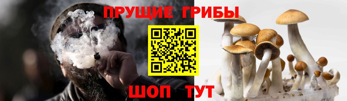 Нижнекамск  Галлюциногенные грибы Psilocybe  Вход с VPN 